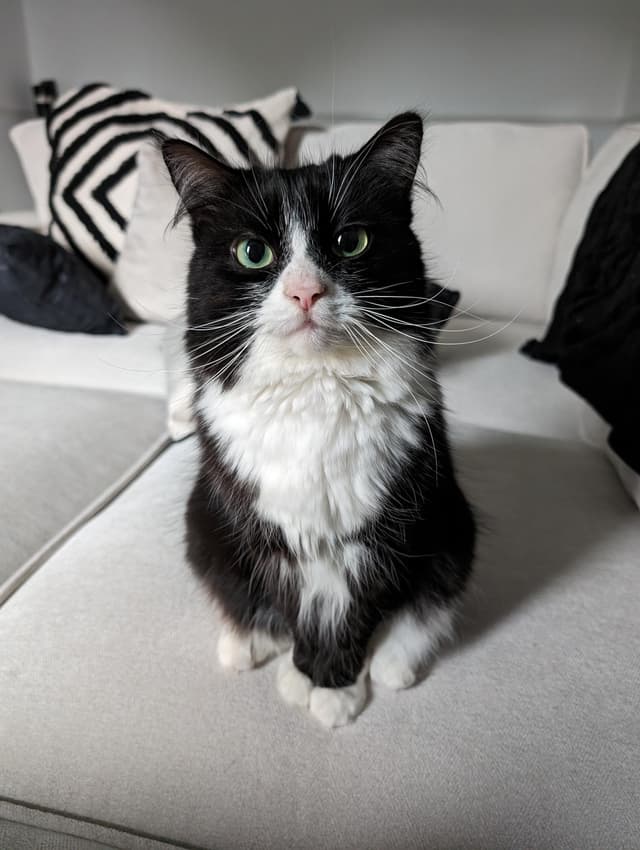 My Cat